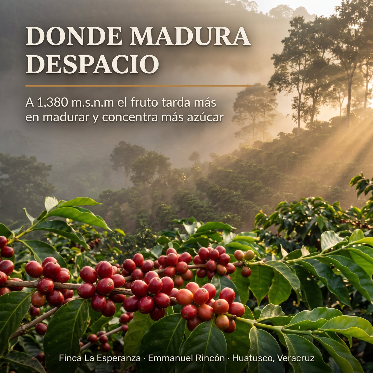 Obatá Honey Anaeróbico Experimental - Finca La Esperanza